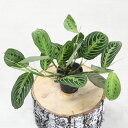 マランタ レモンライム 希少 レア 珍しい 人気上昇中 観葉植物 3号 ポット カラテア 室内 おしゃれ かわいい