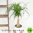 観葉植物 大型 プレゼントトックリラン ポニーテール 7号鉢 鉢植え ノリナ ギフト 鉢カバー付き 受け皿付き 新築祝い 引っ越し祝い 御祝 開店祝い 開業祝い...