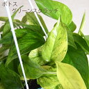 【セール品】 ポトス グリーンスクラッチ 斑入り レア品種 【送料無料】 簡単 観葉植物 5号 吊り鉢 ハンギング 鉢植え