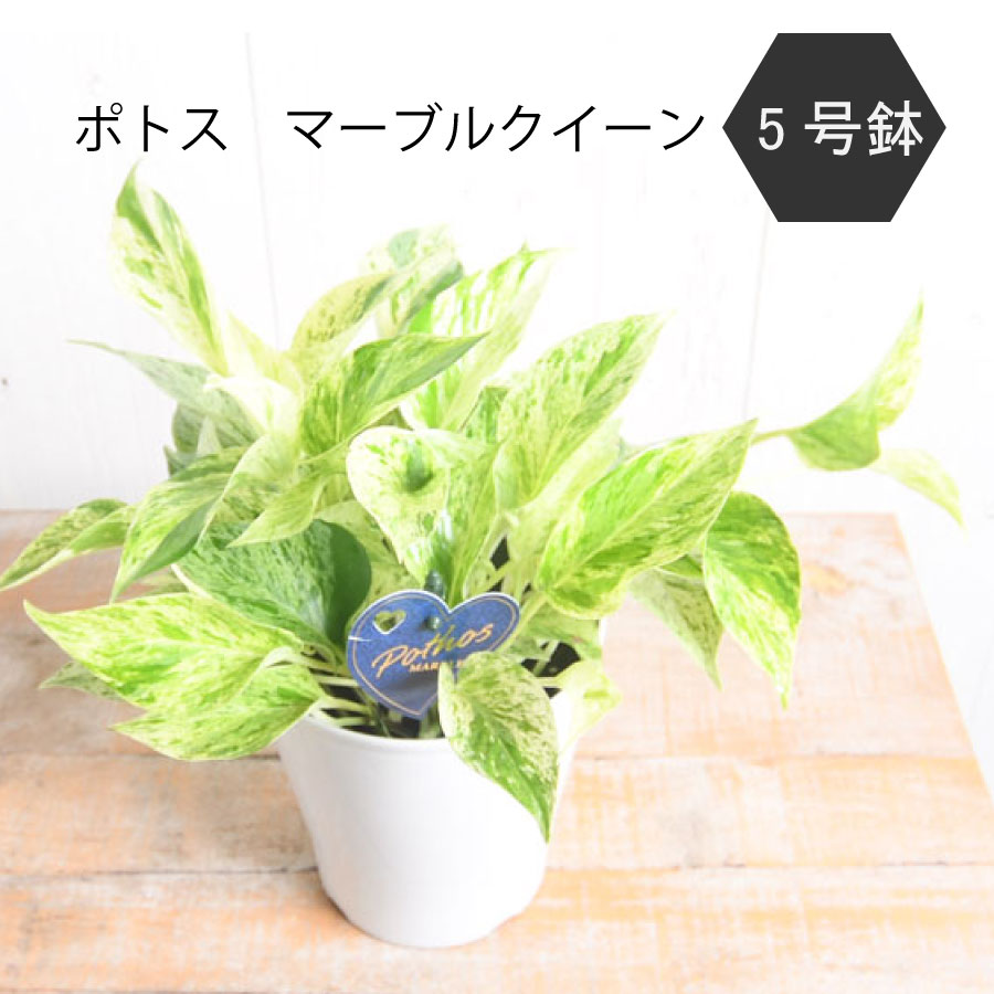 【セール品】ポトス マーブルクイーン 斑入り レア品種 簡単 観葉植物 5号 吊り鉢 ハンギング 鉢植えのサムネイル