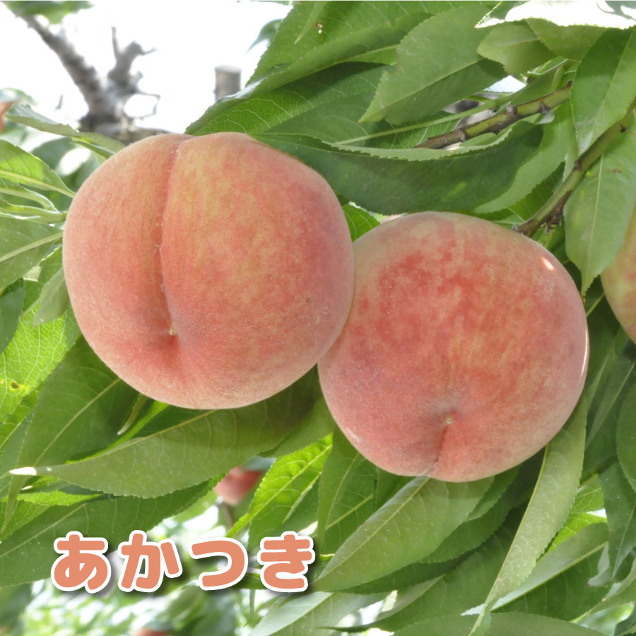 白桃もも桃苗木2年生接木苗接ぎ木果...