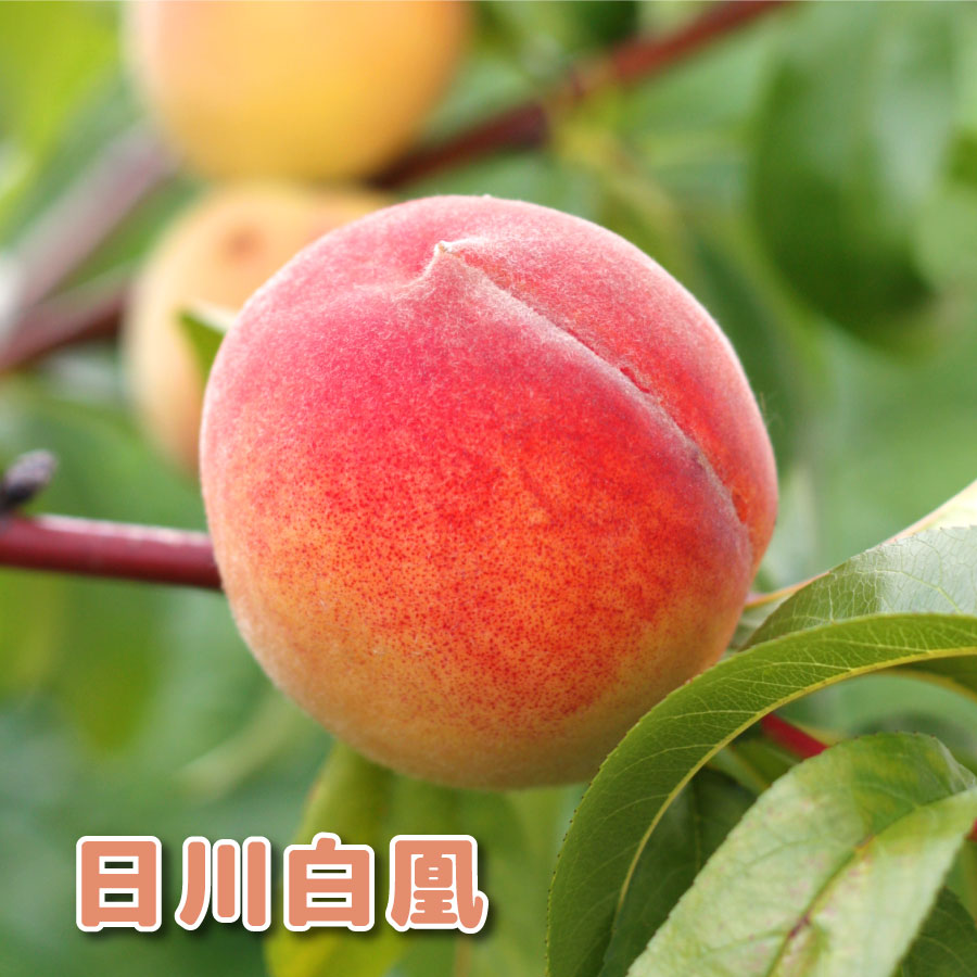 もも 苗木 【日川白凰 】 4号ポット 接木苗 果樹苗 苗木 落葉果樹苗 桃 モモのサムネイル