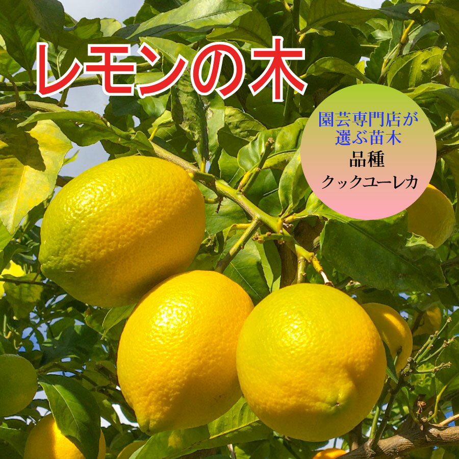 レモンの苗木はどう選ぶ 育てやすい おすすめ品種7選 農業 ガーデニング 園芸 家庭菜園マガジン Agri Pick