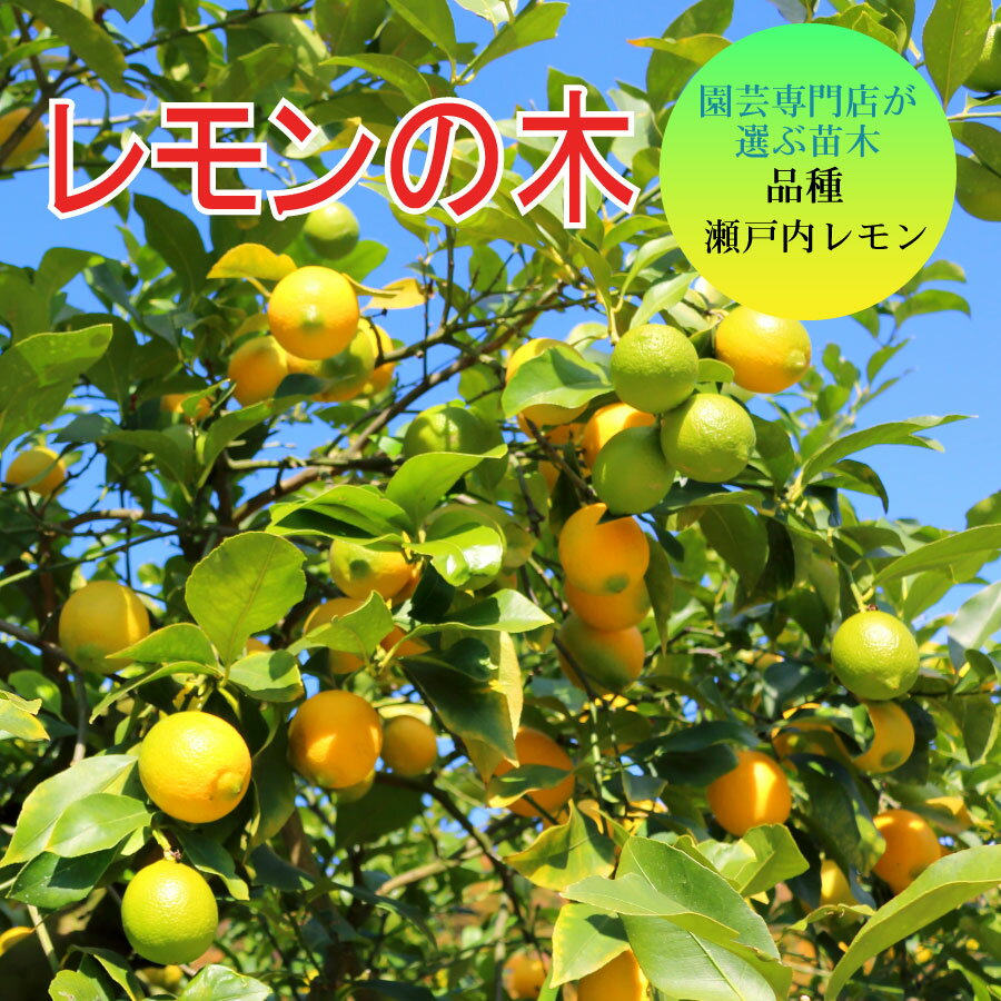 レモンの苗木 品種 瀬戸内レモン 苗木 庭木 植木 1年生 接木苗のサムネイル