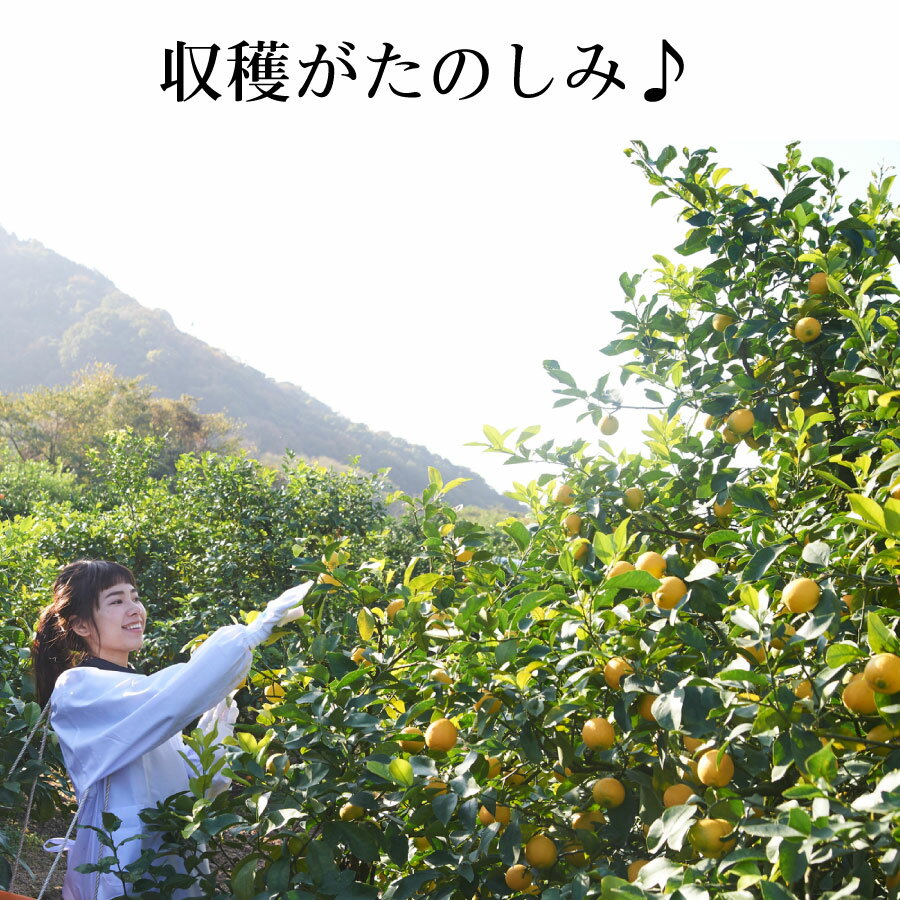 大実檸檬 璃の香 PVP種苗法登録品種 接木苗木