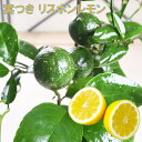 レモン 【リスボン】 実つき 7号鉢植え 【送料】 果樹苗 柑橘 柑橘苗木 果樹 植木 庭木