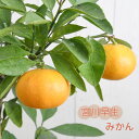 みかん 苗木 【宮川早生】 4号ポット 接木苗 接ぎ木 果樹苗 ミカン 柑橘 柑橘苗木 果樹 植木 庭木