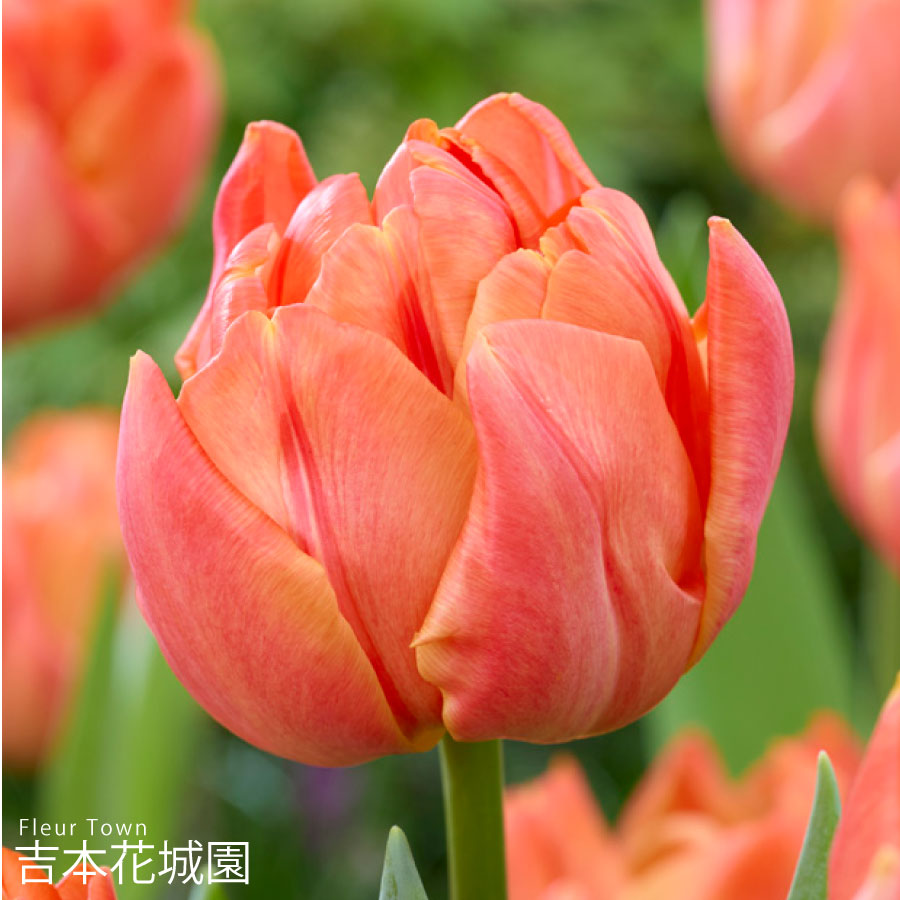 秋植え球根 チューリップ ロレンツォ オレンジ 八重咲 5球 春が楽しみ！秋植えの球根のサムネイル