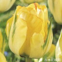 【予約品9月末以降順次発送】秋植え球根 チューリップ 球根 アケボノ 5球
