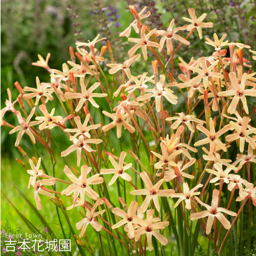 秋植え球根 イキシア パニキュラータ イオス 球根 5球 春が楽しみ！秋植えの球根のサムネイル