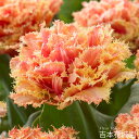 【予約品9月末以降順次発送】 秋植え球根 チューリップ ブリスベン 球根 5球