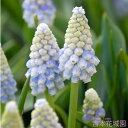 【予約品9月下旬以降順次発送】 秋植え球根 ムスカリ アラスカ 球根 5球