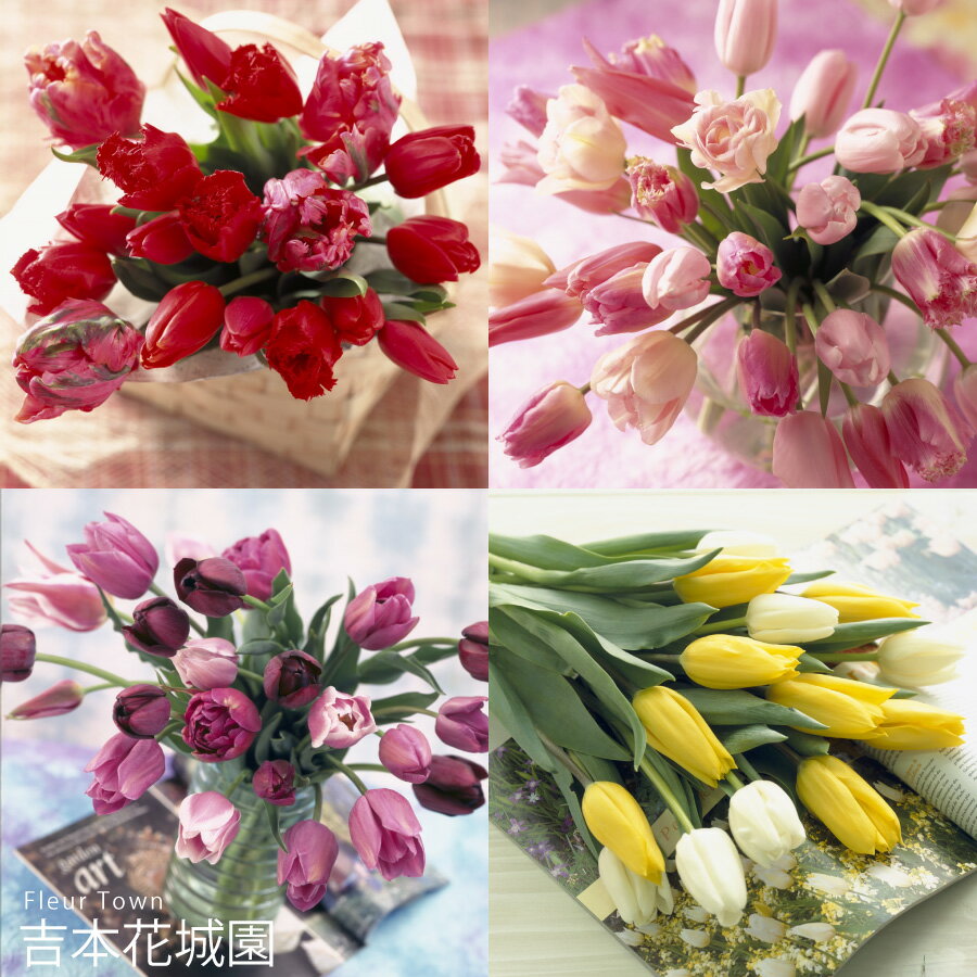【予約品10月下旬以降順次発送】 秋植え球根 チューリップ 美術館 球根 4品種 8球入り ピンク イエロー パープル レッド