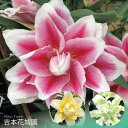 【予約品10月下旬以降順次発送】 秋植え球根 八重咲きオリエンタル百合 ダブルグラデーションリリー 1球 ローズリリー ミカエラ ローズリリー ルドウィナ ハンバー ピンク イエロー グリーン