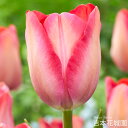 【予約品9月末以降順次発送】 秋植え球根 チューリップ ピンクサウンド 球根 5球