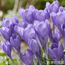 【予約品9月下旬以降順次発送】 秋植え球根 クロッカス トマシニアヌス ハミングバード 球根 5球