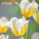 【予約品9月下旬以降順次発送】 秋植え球根 レンブラント チューリップ レモンシフォン 球根 4球