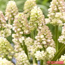 【予約品9月下旬以降順次発送】 秋植え球根 ムスカリ レディマドンナ 球根 5球