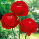 【予約品9月下旬以降順次発送】 秋植え球根 ラナンキュラス ドリーマー 赤 球根 7球