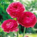 【予約品9月下旬以降順次発送】 秋植え球根 ラナンキュラス ドリーマー 桃色 ピンク 球根 7球