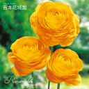 【予約品9月下旬以降順次発送】 秋植え球根 ラナンキュラス ドリーマー 黄色 イエロー 球根 7球