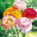 【予約品9月下旬以降順次発送】 秋植え球根 ラナンキュラスドリーマー バイカラミックス 球根 7球