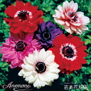【予約品9月下旬以降順次発送】 秋植え球根 アネモネ 八重咲 混合 ミックス 球根 20ml