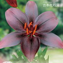 【予約品9月下旬以降順次発送】 秋植え球根 すかし百合 黒赤色 球根 2球