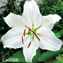 【予約品10月下旬以降順次発送】 秋植え球根 スーパージャイアントカサブランカ 百合 ユリ 球根 1球