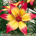 【予約品9月下旬以降順次発送】 秋植え球根 すかし百合 ハートストリングス 球根 2球