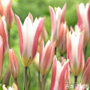 【予約品9月下旬以降順次発送】 秋植え球根 ワイルドチューリップ クルシアナステラータ 球根 5球