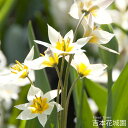 【予約品9月下旬以降順次発送】 秋植え球根 ワイルドチューリップ トルケスタニカ 球根 5球