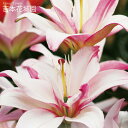 【予約品9月下旬以降順次発送】 秋植え球根 すかし百合 八重咲 ベントレー 球根 2球