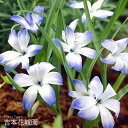 【予約品9月下旬以降順次発送】 秋植え球根 テコフィレア シアノクロッカス ライヒトリーニ 球根 2球