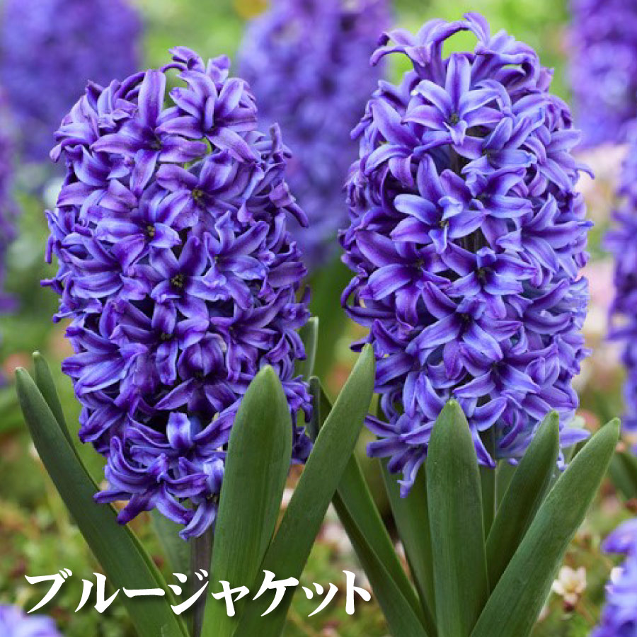 楽天市場】ヒヤシンス（カラーブルー）（球根｜ガーデニング・農業