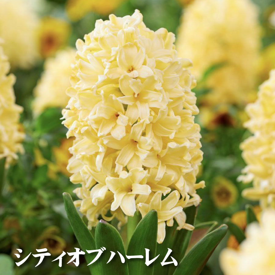 �ҥ䥷�� �庬 4�奻�å� B���å� �֥ͥå� �ҥ����� �ե������� ���ƥ����֥ϡ���� �����ͥ��� �֥롼���㥱�å� 4�� ��� ��ڤ����