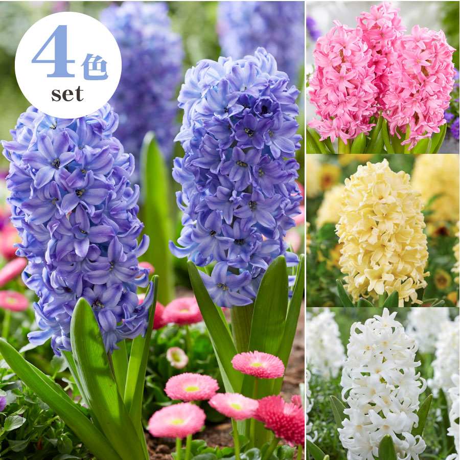 ヒヤシンス 球根 4球セット ヒアシンス スイートインビテーション オーシャンデライト イエローストーン カーネギー 4色 香り も楽しめる 黄ネットのサムネイル