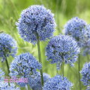 【予約品9月下旬以降順次発送】 秋植え球根 アリウム カエルレウム 球根 5球