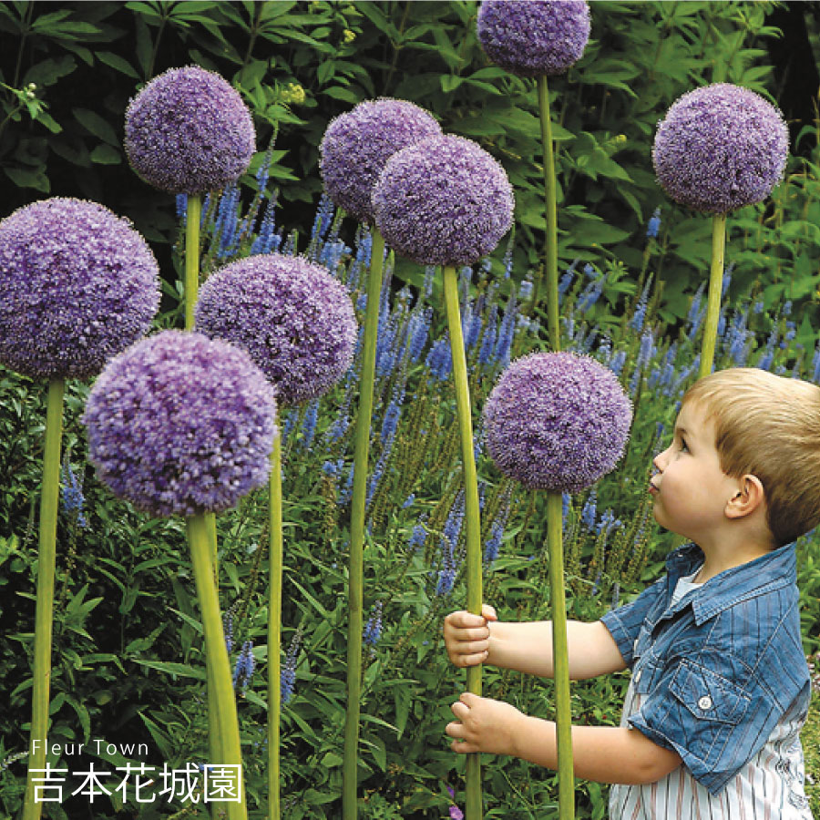 ▲秋植え球根の特集はコチラから！ 【商品内容】 ・球根1球 ※写真は生育イメージです。 ※球根の状態でお届けいたします。 ※花色は、写真と多少異なる場合がございます。 ※出荷前検査で欠品となる場合がございます。その際はお知らせいたします。 【同梱おすすめ商品】 ・その他の球根 ・おすすめ肥料 ・ぐんぐん育つ！培養土 ・バスケットプランター ・ブーケポットプランター 【お届けについて】 9月下旬以降順次発送 ※お届け日の指定には対応できません。 ※順次発送とさせていただきます。 ※長期取り置き不可の商品です。 【お休みについて】 ※通常、土日祝祭日はお休みをいただいております。 ※メールでのお返事やすぐの出荷が対応できない場合がございます。 （事前の注文分の出荷は、土日祝祭日も行なっております。） 【決済について】 ・クレジットカードの承認エラーとなったご注文は、キャンセルさせていただきますので、あらかじめご了承くださいませ。 ・コンビニ決済及びその他お支払において、支払い期限までにご入金がない場合はご注文をキャンセルいたします。 ※ご注文後2営業日経過してもコンビニ決済メールが届かない場合はご連絡くださいませ。 【商品保証】 商品到着時、植物に損傷があった場合は、すぐにご連絡ください。 ・お届け先さまが長期ご不在場合やご連絡が遅れた場合の保証はできません。 ・お買い上げの商品代金以上の保証はできません。 ▲秋植え球根の特集はコチラから！