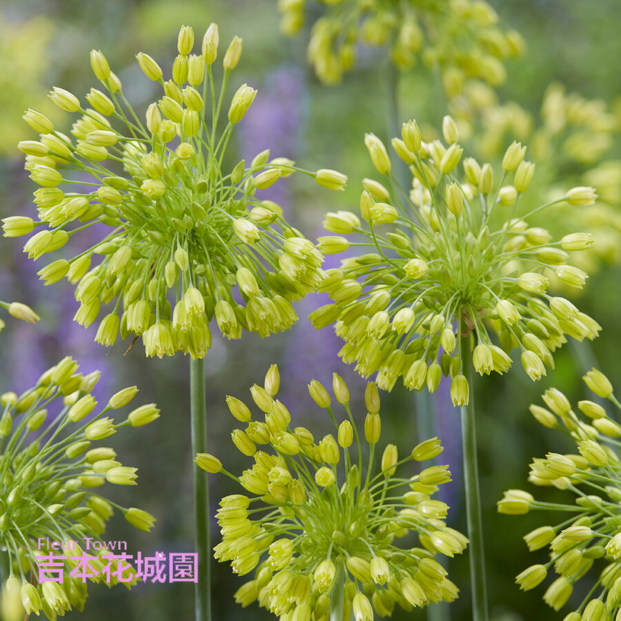 秋植え球根 アリウム イエローファンタジー 球根 3球 春が楽しみ！秋植えの球根のサムネイル