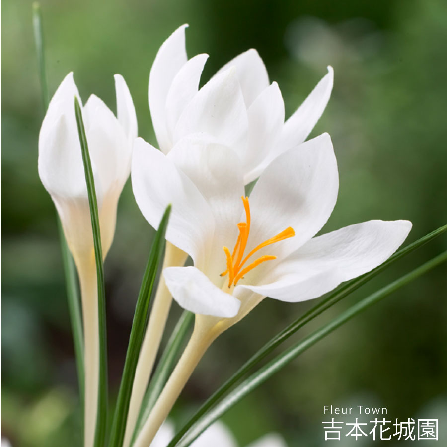 ▲秋植え球根の特集はコチラから！ 【商品内容】 ・球根5球セット ※写真は生育イメージです。 ※球根の状態でお届けいたします。 ※花色は、写真と多少異なる場合がございます。 ※出荷前検査で欠品となる場合がございます。その際はお知らせいたします。 【同梱おすすめ商品】 ・その他の球根 ・おすすめ肥料 ・ぐんぐん育つ！培養土 ・バスケットプランター ・ブーケポットプランター 【お届けについて】 9月下旬以降順次発送 ※お届け日の指定には対応できません。 ※順次発送とさせていただきます。 ※長期取り置き不可の商品です。 【お休みについて】 ※通常、土日祝祭日はお休みをいただいております。 ※メールでのお返事やすぐの出荷が対応できない場合がございます。 （事前の注文分の出荷は、土日祝祭日も行なっております。） 【決済について】 ・クレジットカードの承認エラーとなったご注文は、キャンセルさせていただきますので、あらかじめご了承くださいませ。 ・コンビニ決済及びその他お支払において、支払い期限までにご入金がない場合はご注文をキャンセルいたします。 ※ご注文後2営業日経過してもコンビニ決済メールが届かない場合はご連絡くださいませ。 【商品保証】 商品到着時、植物に損傷があった場合は、すぐにご連絡ください。 ・お届け先さまが長期ご不在場合やご連絡が遅れた場合の保証はできません。 ・お買い上げの商品代金以上の保証はできません。 ▲秋植え球根の特集はコチラから！