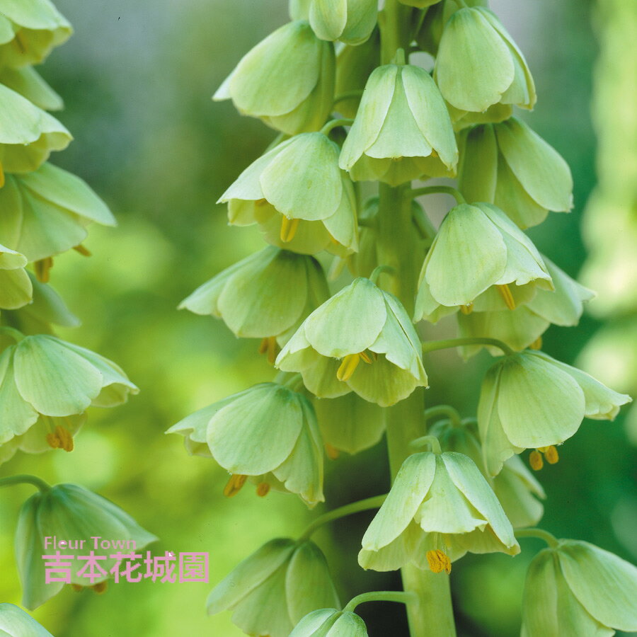 フリチラリア ペルシカ アルバ アイボリーベル 球根 1球のサムネイル