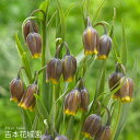 【予約品9月下旬以降順次発送】 秋植え球根 フリチラリア ウババルピス 球根 5球