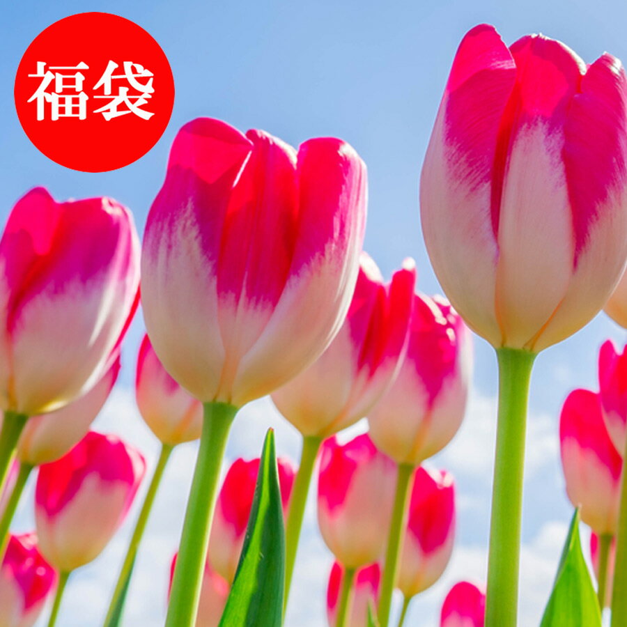山盛り 球根福袋 チューリップ ムスカリ スノードロップ ヒヤシンス クロッカス など ミックスで150球以上！