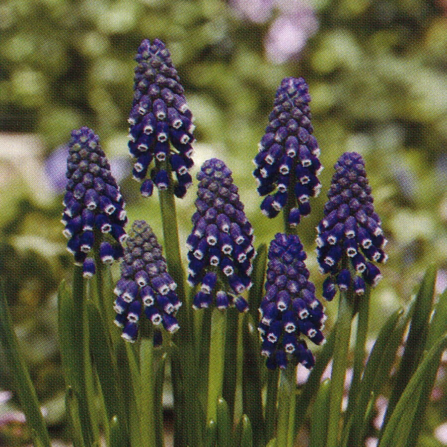 ▲秋植え球根の特集はコチラから！ 【商品内容】 ・球根5球セット ※写真は生育イメージです。 ※球根の状態でお届けいたします。 ※花色は、写真と多少異なる場合がございます。 ※出荷前検査で欠品となる場合がございます。その際はお知らせいたします。 【同梱おすすめ商品】 ・その他の球根 ・おすすめ肥料 ・ぐんぐん育つ！培養土 ・バスケットプランター ・ブーケポットプランター 【お届けについて】 9月下旬以降順次発送 ※お届け日の指定には対応できません。 ※順次発送とさせていただきます。 ※長期取り置き不可の商品です。 【お休みについて】 ※通常、土日祝祭日はお休みをいただいております。 ※メールでのお返事やすぐの出荷が対応できない場合がございます。 （事前の注文分の出荷は、土日祝祭日も行なっております。） 【決済について】 ・クレジットカードの承認エラーとなったご注文は、キャンセルさせていただきますので、あらかじめご了承くださいませ。 ・コンビニ決済及びその他お支払において、支払い期限までにご入金がない場合はご注文をキャンセルいたします。 ※ご注文後2営業日経過してもコンビニ決済メールが届かない場合はご連絡くださいませ。 【商品保証】 商品到着時、植物に損傷があった場合は、すぐにご連絡ください。 ・お届け先さまが長期ご不在場合やご連絡が遅れた場合の保証はできません。 ・お買い上げの商品代金以上の保証はできません。 ▲秋植え球根の特集はコチラから！