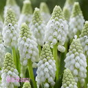 【予約品9月下旬以降順次発送】 秋植え球根 ムスカリ ホワイトパール 球根 5球