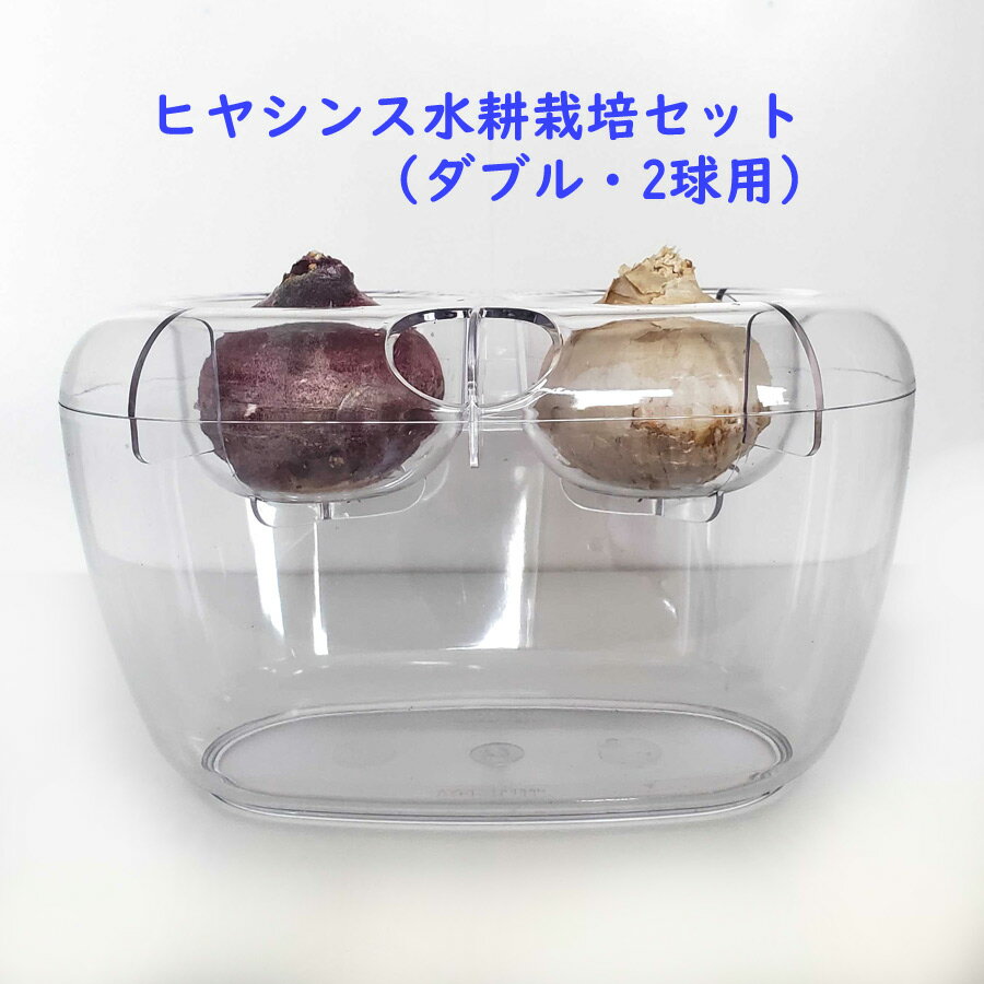 ヒヤシンス 球根 水栽培 セット VASE ダブル 球根用 2球用 選べる5パターン ヒヤシンス チューリップ 水仙 ムスカリ におすすめ 水耕栽培 ※容器と球根のセットです※ その1