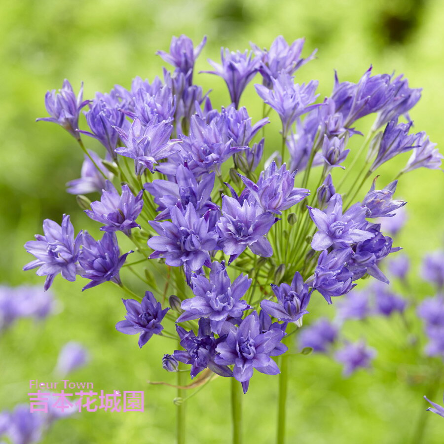▲秋植え球根の特集はコチラから！ 【商品内容】 ・球根5球セット ※写真は生育イメージです。 ※球根の状態でお届けいたします。 ※花色は、写真と多少異なる場合がございます。 ※出荷前検査で欠品となる場合がございます。その際はお知らせいたします。 【同梱おすすめ商品】 ・その他の球根 ・おすすめ肥料 ・ぐんぐん育つ！培養土 ・バスケットプランター ・ブーケポットプランター 【お届けについて】 9月下旬以降順次発送 ※お届け日の指定には対応できません。 ※順次発送とさせていただきます。 ※長期取り置き不可の商品です。 【お休みについて】 ※通常、土日祝祭日はお休みをいただいております。 ※メールでのお返事やすぐの出荷が対応できない場合がございます。 （事前の注文分の出荷は、土日祝祭日も行なっております。） 【決済について】 ・クレジットカードの承認エラーとなったご注文は、キャンセルさせていただきますので、あらかじめご了承くださいませ。 ・コンビニ決済及びその他お支払において、支払い期限までにご入金がない場合はご注文をキャンセルいたします。 ※ご注文後2営業日経過してもコンビニ決済メールが届かない場合はご連絡くださいませ。 【商品保証】 商品到着時、植物に損傷があった場合は、すぐにご連絡ください。 ・お届け先さまが長期ご不在場合やご連絡が遅れた場合の保証はできません。 ・お買い上げの商品代金以上の保証はできません。 ▲秋植え球根の特集はコチラから！