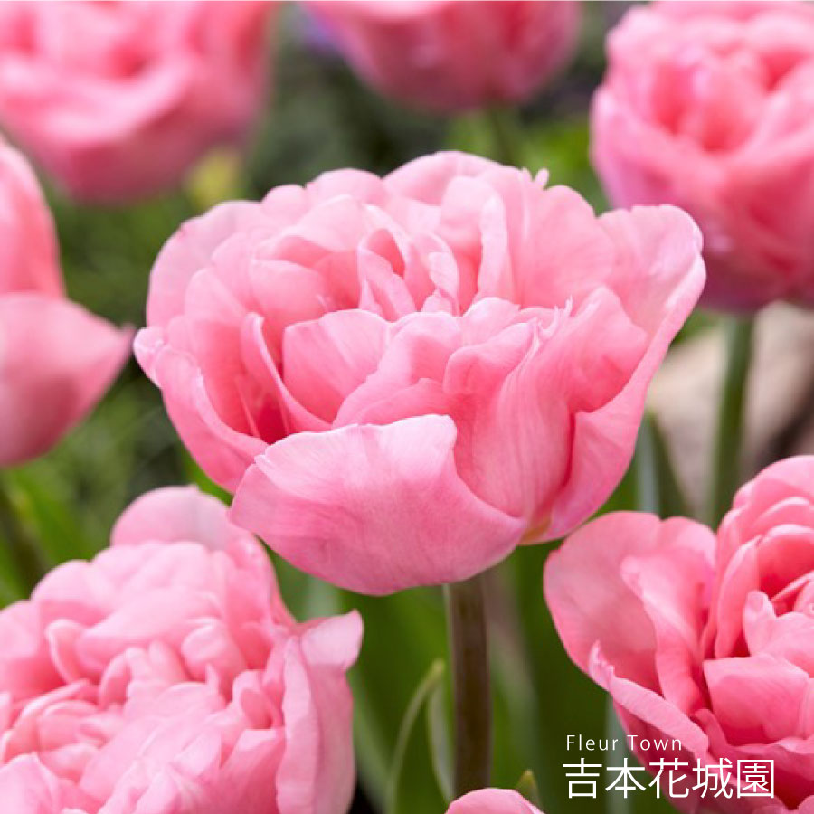 秋植え球根 チューリップ マリアージュ 球根 5球 春が楽しみ！秋植えの球根のサムネイル