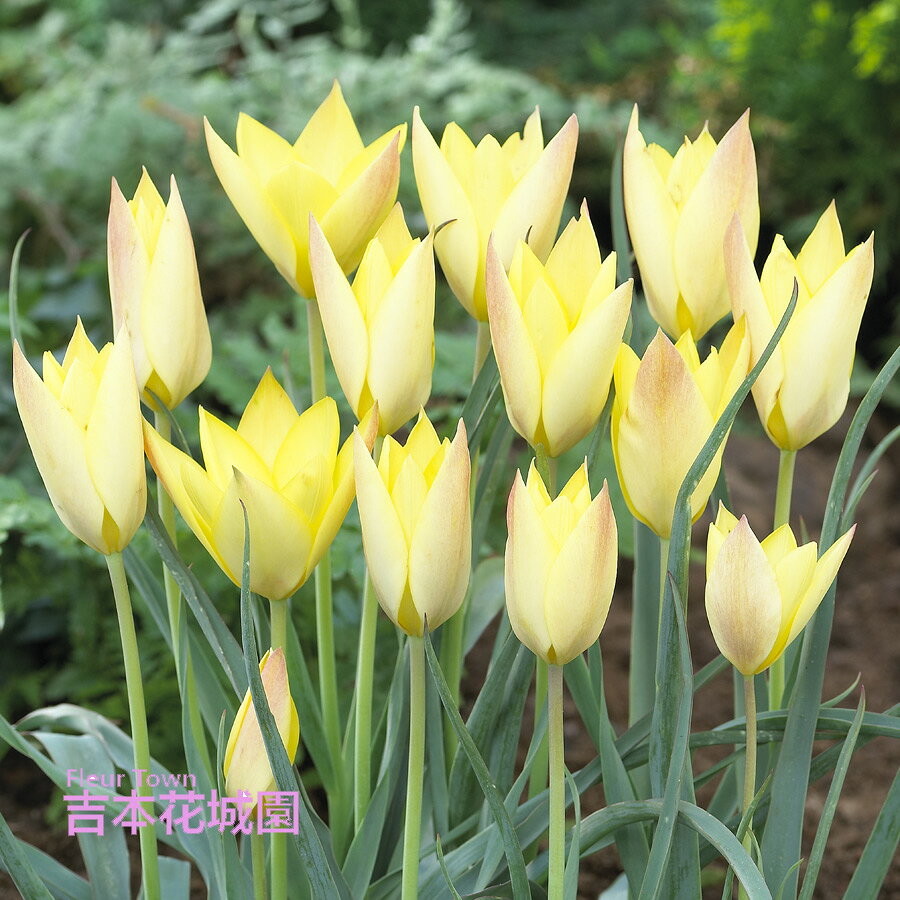▲秋植え球根の特集はコチラから！ 【商品内容】 ・球根5球セット ※写真は生育イメージです。 ※球根の状態でお届けいたします。 ※花色は、写真と多少異なる場合がございます。 ※出荷前検査で欠品となる場合がございます。その際はお知らせいたします。 【同梱おすすめ商品】 ・その他の球根 ・おすすめ肥料 ・ぐんぐん育つ！培養土 ・バスケットプランター ・ブーケポットプランター 【お届けについて】 9月下旬以降順次発送 ※お届け日の指定には対応できません。 ※順次発送とさせていただきます。 ※長期取り置き不可の商品です。 【お休みについて】 ※通常、土日祝祭日はお休みをいただいております。 ※メールでのお返事やすぐの出荷が対応できない場合がございます。 （事前の注文分の出荷は、土日祝祭日も行なっております。） 【決済について】 ・クレジットカードの承認エラーとなったご注文は、キャンセルさせていただきますので、あらかじめご了承くださいませ。 ・コンビニ決済及びその他お支払において、支払い期限までにご入金がない場合はご注文をキャンセルいたします。 ※ご注文後2営業日経過してもコンビニ決済メールが届かない場合はご連絡くださいませ。 【商品保証】 商品到着時、植物に損傷があった場合は、すぐにご連絡ください。 ・お届け先さまが長期ご不在場合やご連絡が遅れた場合の保証はできません。 ・お買い上げの商品代金以上の保証はできません。 ▲秋植え球根の特集はコチラから！